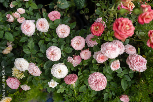 A beautiful rose garden filled with pink and white blossoms. Blooming roses in soft pastel colors surrounded by lush green leaves. A vibrant flower bed with roses in full bloom.