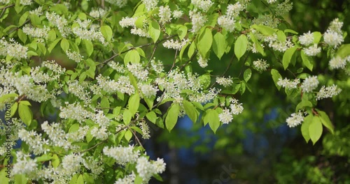 cherry blossom in close-up in clear weather