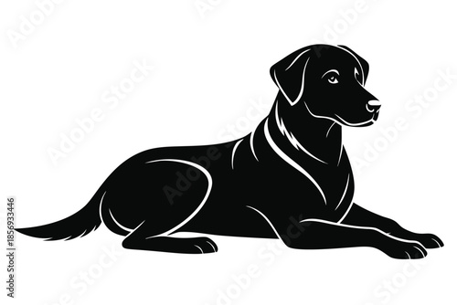 Dog sitting on white background
