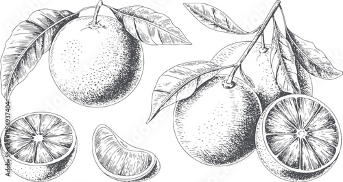 Detailed black and white hand drawn of oranges with leaves and slices