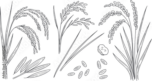 Hand drawn botanical rice plant with grains and leaves in monochrome line