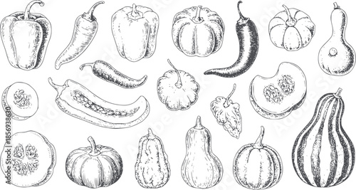 Hand drawn monochrome botanical vegetable collection in outline style