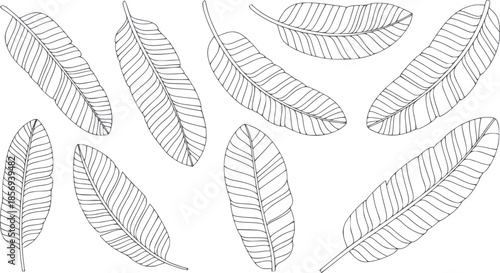 Minimalist line featuring nine elongated leaves in monochrome outline style