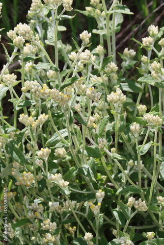 Bicolor Everlasting, Pseudognaphalium Biolettii, a lavish native gynomonoecious perennial herb displaying terminal racemose disciform head inflorescences during Spring in Coastal Los Angeles County.