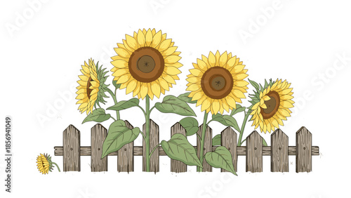 Sunflowers growing next to a wooden fence, in a whimsical style on a transparent background.