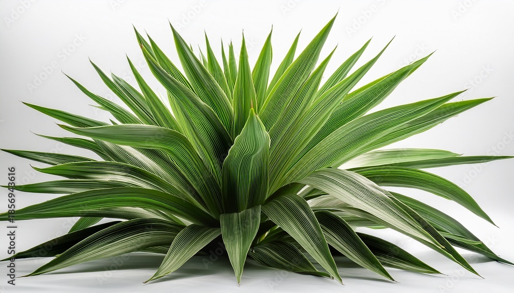 Fototapeta premium close up view of a vibrant green plant with pointed leaves on white background