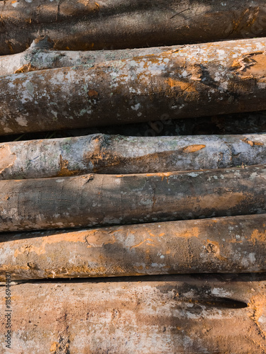 Close up of a Tree Trunk and Timber log