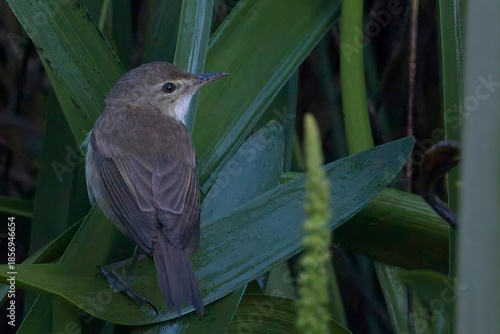 Australian Reed Warbler, (Acrocephalus australis), one in a reedbed near Adelaide, SA, Australia.