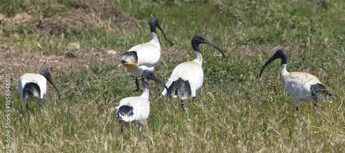 Australian White Ibis, (Threskiornis moluccus), a group of 5 feeding in the grass, near Adelaide, SA, Australia.