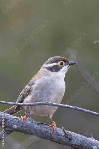 Brown-headed Honeyeater (Melithreptus brevirostris), perched on a bough, Belair National Park, Adelaide, SA, Australia.