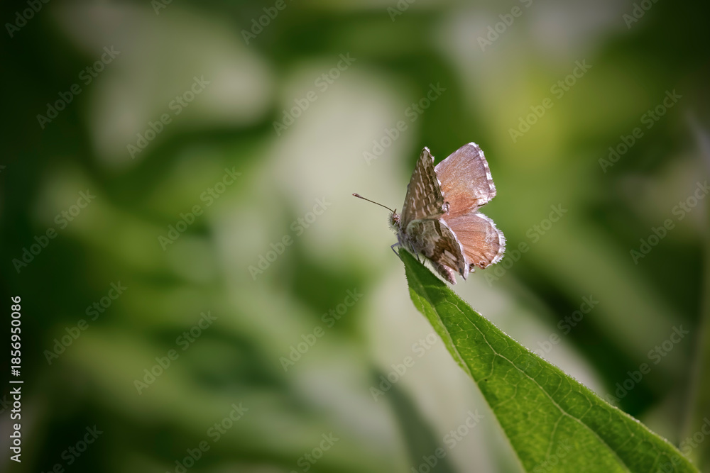 Fototapeta premium Tiny autumn butterfly