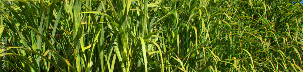 Obraz premium dense green tall grass blades illuminated by bright natural sunlight