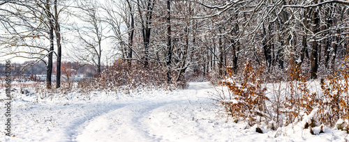 Photos Snowy forest road in winter with bare trees and dry leaves on roadside among win