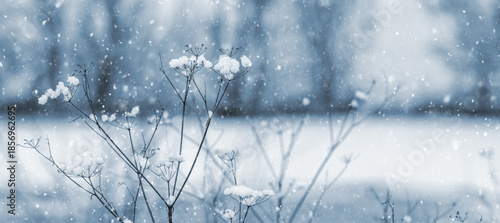Snow-covered dry umbrella plants during snowfall with falling snowflakes on blurred winter background, frosty nature with delicate stems