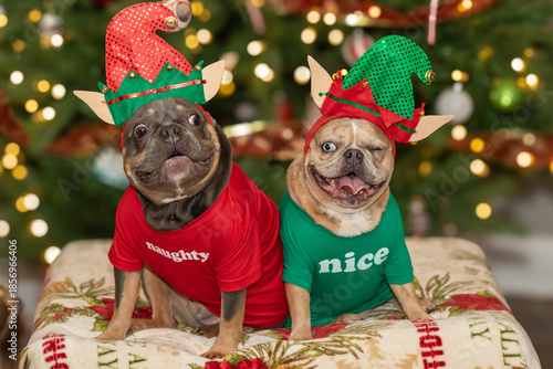 Female French Bulldog (