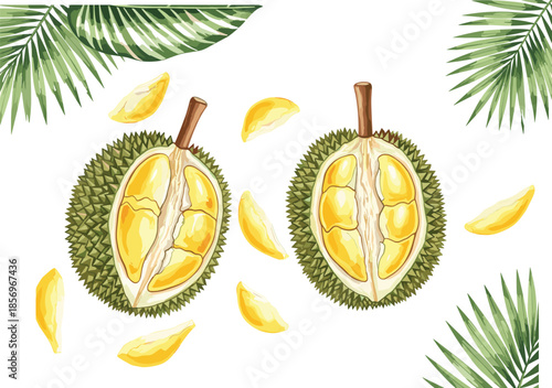 Durian fruit illustration whole and opened with yellow flesh tropical botanical vector isolated on white for food packaging design