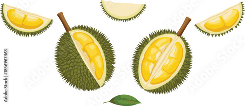 Durian fruit illustration whole and sliced realistic tropical vector isolated on white background for food agriculture packaging design use
