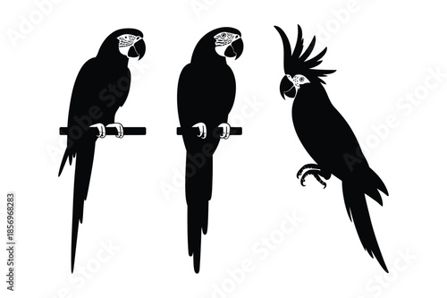 Exotic Parrot and Cockatoo Bird Silhouette Illustration