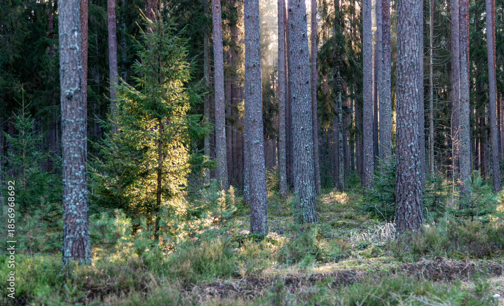 Obraz premium pine forest in autumn