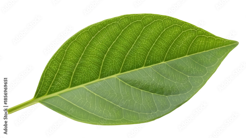 Obraz premium Fresh green leaf PNG isolated on transparent background, vibrant foliage with detailed veins for botanical design and nature-themed projects
