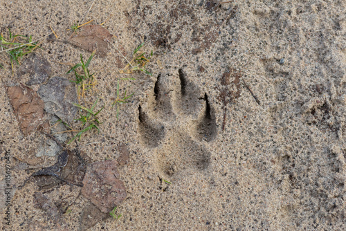 Wolf Paw Print in Sandy Soil — Fresh Track of a Wild Canine in Natural Habitat