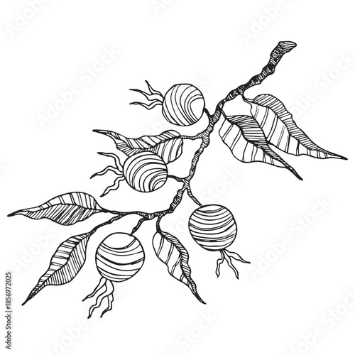 Rose hip, cranberry, blueberries silhouette vector illustration. Natural delicious fresh ripe tasty fruit. Food concept.