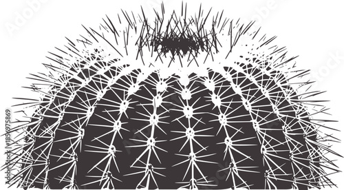 Black and detailed line of a round cactus with sharp spines