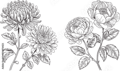 Detailed black and line chrysanthemum and peony flowers floral bloom