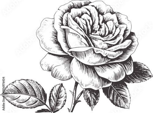 Detailed black and line of a blooming rose with leaves