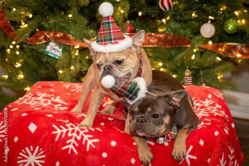 Two Frenchie (French Bulldog) Siblings Posing for Pictures in Front of the Holiday Christmas Tree. Both Dressed in Santa Plaid hats and Female trying to pull her brothers hat off