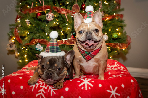 Two Frenchie (French Bulldog) Siblings Posing for Pictures in Front of the Holiday Christmas Tree. Both Dressed in Santa Plaid hats - Female sitting up, Male laying down