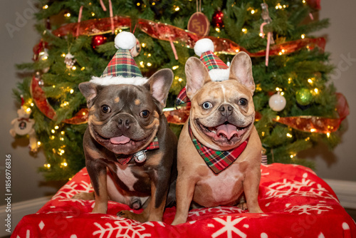 Two Frenchie (French Bulldog) Siblings Posing for Pictures in Front of the Holiday Christmas Tree. Both Dressed in Santa Plaid hats - Sitting up in front of the holiday tree