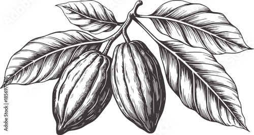 Two cocoa pods with leaves black and line plant botanical