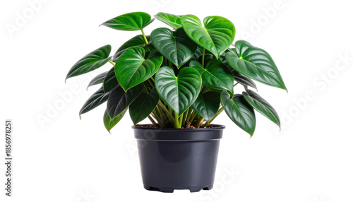 Lush green Philodendron Gloriosum plant in a black pot against a black background.