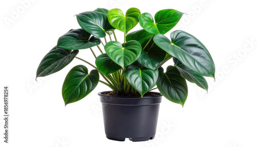 Lush, dark green heart-shaped leaves of a potted Philodendron plant against a stark black background.