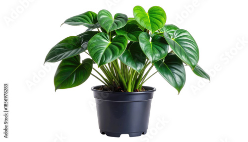 Lush green Philodendron Gloriosum plant isolated on a black background.
