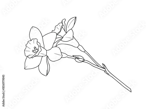 Simple Flower Line Drawing