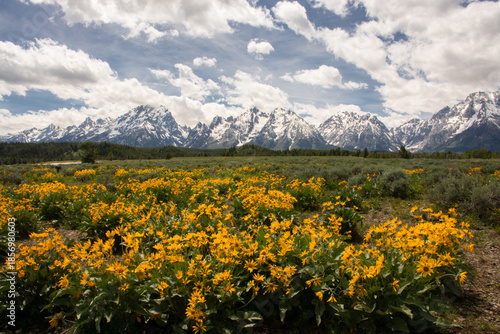 yellow flowers in the mountains