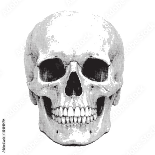 Halftone skull on white background art