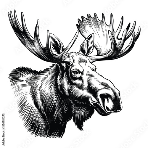 Elegant minimalist moose head with antlers - wildlife vector illustration