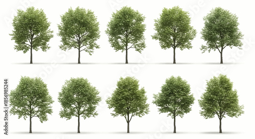 Collection of various green trees on white.