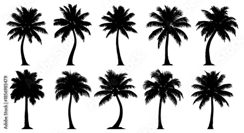 Black silhouettes of various palm trees.