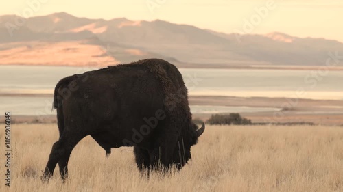 4k video of an American Bison bull grazing quietly on Antelope Island, Utah USA while the last warm rays of the sunset glow on the distant hills across the Great Salt Lake.