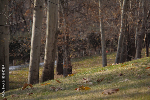 Plantain tree leaves in autumn nature in yellow and orange colors