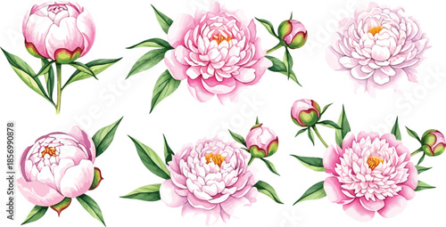 Beautiful watercolor pink peony flowers and buds set isolated on white background