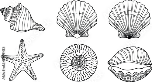 Outline illustration set of 6 Sea Shells conch shell scallop starfish spiral nautilus and clam