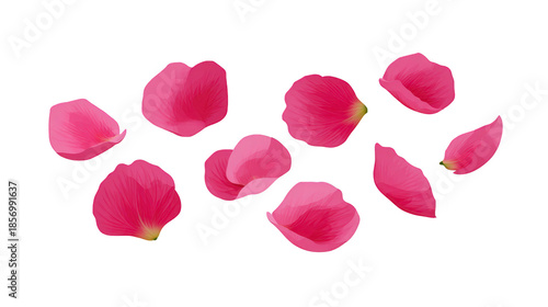Pink rose petal isolated delicate soft floral romantic natural botanical beauty decoration Pink rose petals isolated transparency background delicate and soft texture romantic floral decoration