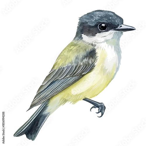 Kingbird, watercolor vector depicting playful antics, isolated on a white background.