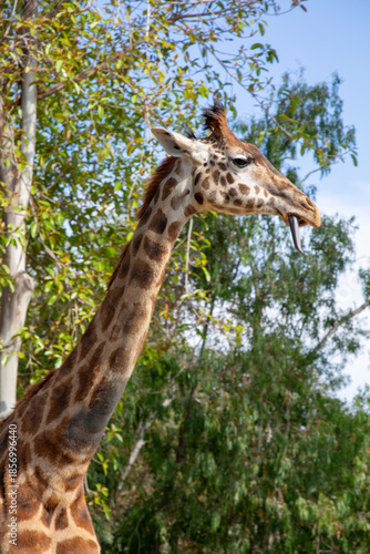 A playful giraffe sticking their tongue out 