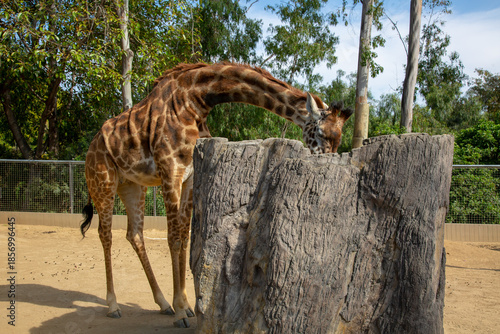 Giraffe having a drink of water inside a tree trunk 